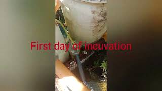 first day of telapia egg hatching