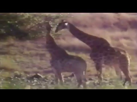 Vangelis - Frederic Rossif Documentary - L'arbre de Vie