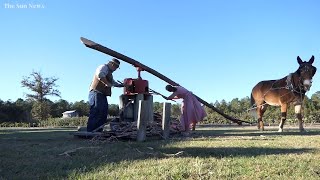 Sights and sounds of traditional sugar cane mill at L.W. Paul Living History Farm