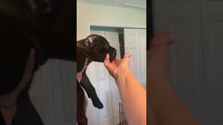Video preview image #2 Cane Corso Puppy For Sale in LAKELAND, FL, USA