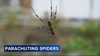 Giant, 'flying' Joro spiders spreading on the East Coast this summer