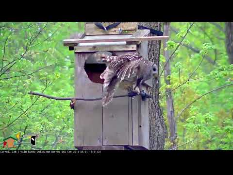 Both Adults Stop By WBU Barred Owl Cam Nest Box – May 1, 2019