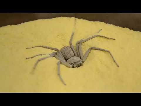 Six Eyed Sand Spider Burying Herself Sicarius hahni
