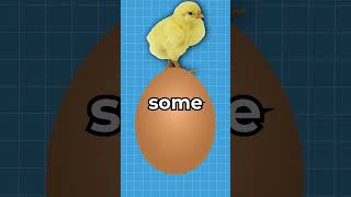 Why Are Chicks Born Yellow? 😳 #shorts #viral