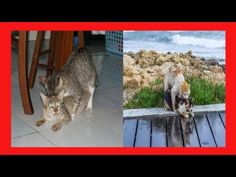 Can mother and son cats mate ? _video