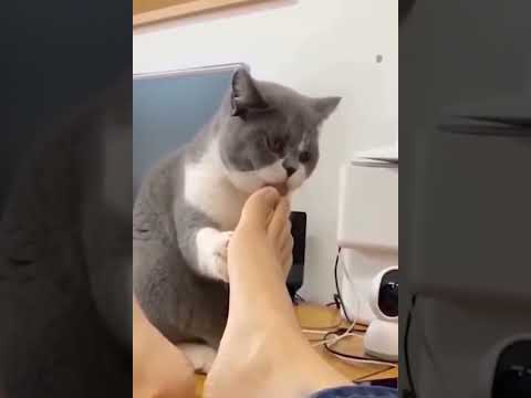 Funniest cats and 🐶🐕/Funny Animal video#1000subscriber