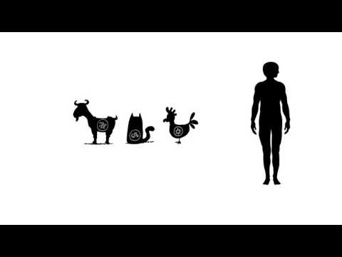 How can animals make you ill? Animation about zoonotic diseases