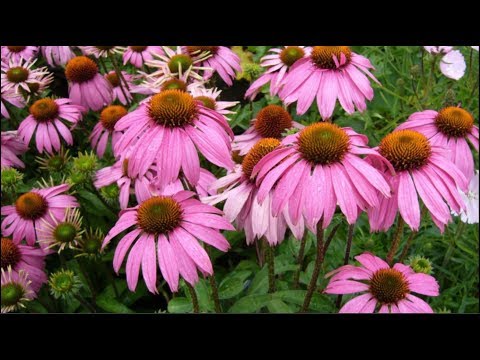 Echinacea purpurea Natures Miracle Plant! Harvesting Dormant Roots For Propagation & Tincture