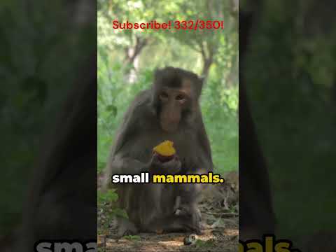 10 Facts About The Mandrill In Under 60 Seconds #1minuteanimals #animals#dailyfacts#Mandrill #facts