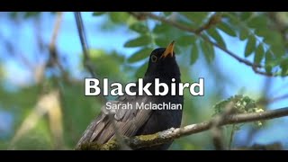 Sarah Mclachlan     Blackbird