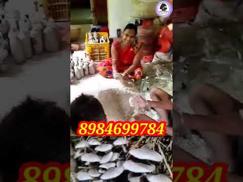 mushroom spawn for mushroom cultivation #shorts