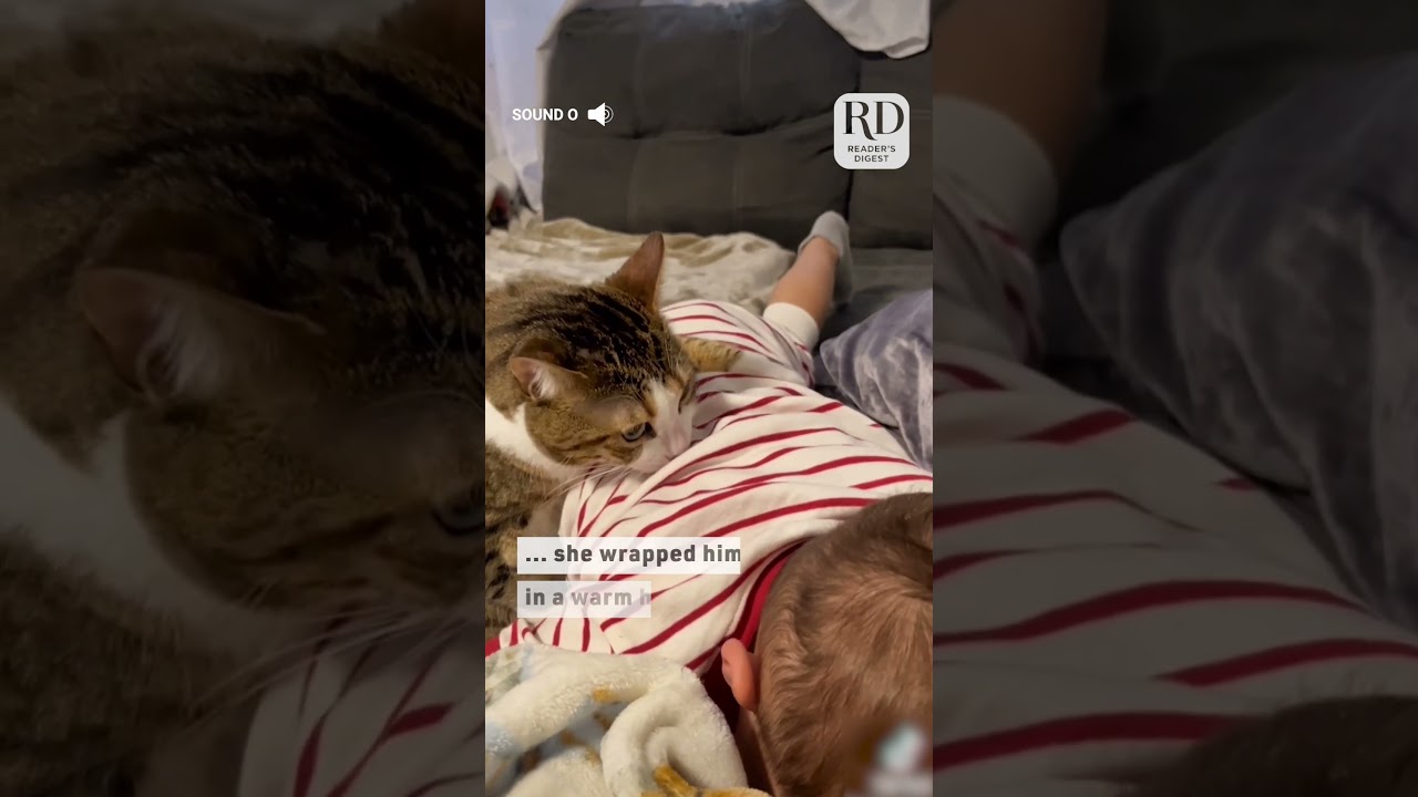 This cat worked her magic to comfort a crying toddler!