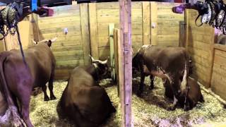 preview picture of video 'Yarmouth Nova Scotia Exhibition - Cattle Barn'