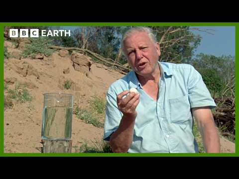 Pig-Nosed Turtles Hatch Babies Underwater | Life in Cold Blood | BBC Earth