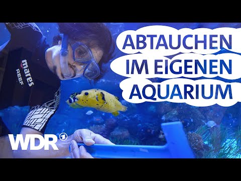 Leben im eigenen Unterwasser-Zoo | Lebensträume – Wohnen in NRW (1/3) | WDR