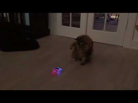 Droner, det var kattens !