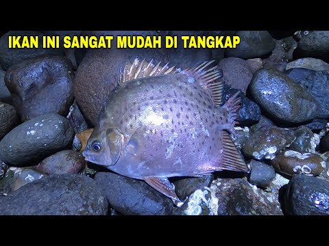 AMAZING..Just use a flashlight and a fish scoop