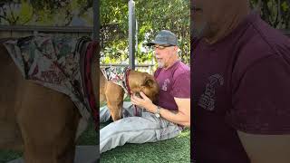Video preview image #1 Boxer-Unknown Mix Puppy For Sale in Pasadena, CA, USA