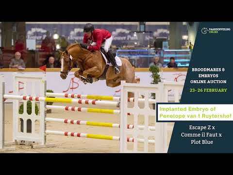 Implanted embryo from Escape Z x Comme il Faut x Plot Blue – Auction – Paardenveilingonline.com