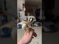 American kestrels in falconry