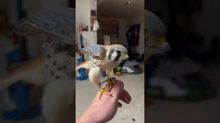 American kestrels in falconry