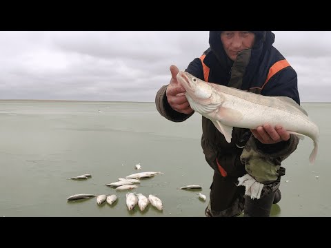 Фото ОСТАВИЛ ЖЕРЛИЦЫ БЕЗ ПРИСМОТРА, НА ВСЮ НОЧЬ! ПОСМОТРИТЕ! ЗИМНЯЯ РЫБАЛКА! РЫБАЛКА НА СУДАКА, ЩУКУ!