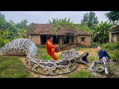 Abandoned House Covered in Weeds After ONE Night! GIANT Pythons Lurk, Waiting for Prey