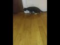 Scared My Tuxedo Cat