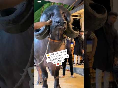 Qurbani ka janwar #shorts #bakramandi