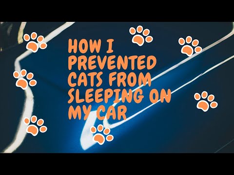 How I prevented cats from sleeping on top of my car