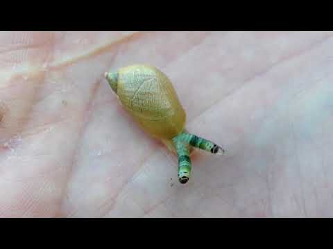 Leucochloridium paradoxum in an amber snail