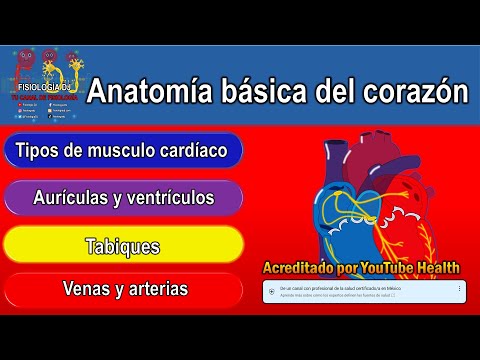 Anatomía básica del corazón
