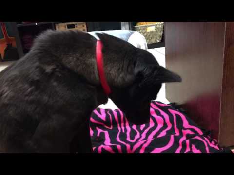 Animal Spotlight on Harriet, a dog at the Humane Society of Tampa Bay