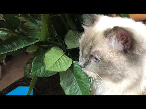 Cat Playing With My Birthday Roses and Balloons // #catlover // Ghure Ashi #shorts