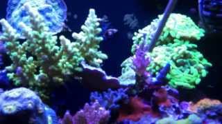 preview picture of video 'CORAL HAVEN, BETTENDORF IOWA. Saltwater reef tank store review. SPS, LPS, zoa frags.'