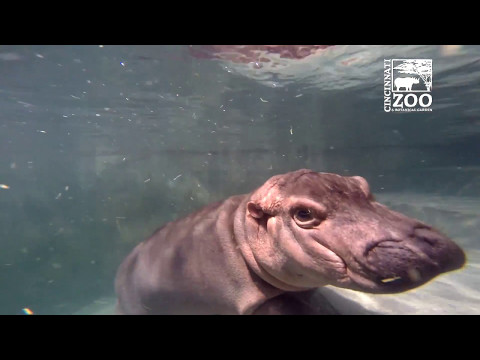 Baby Hippo Fiona with Scuba Diver - Cincinnati Zoo