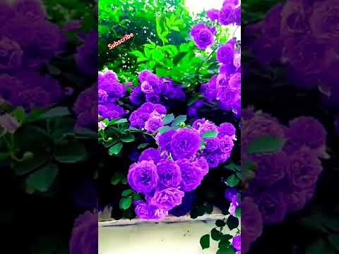 So beautiful prabal rose  flowers garden 🌹#youtubeshorts#rose #flowers #garden ...