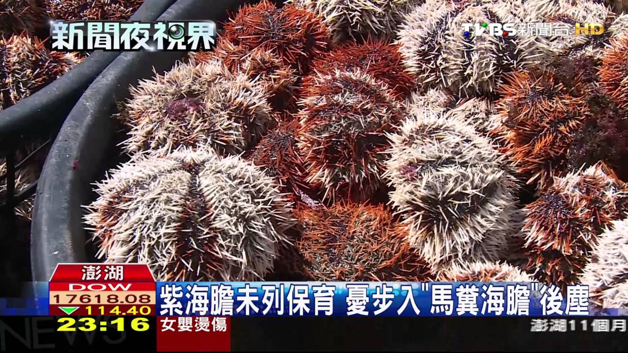 濫捕小顆紫海膽! 澎湖岸邊如「海膽墳場」