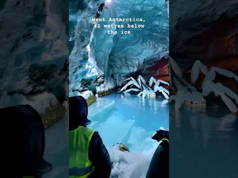 GIANT Arctic Spider Found Frozen Beneath Antarctic Ice!