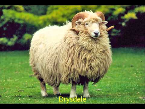, title : 'Wool sheep breeds'