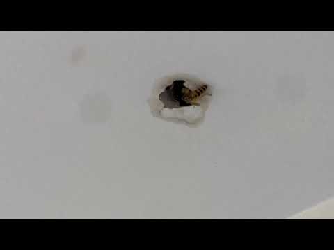 Yellow Jackets Poking Through Bathroom Ceiling in Fair Haven, NJ