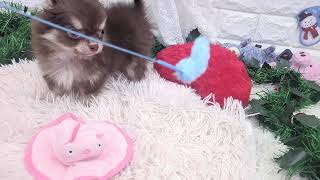 チワワ（ロング）の動画01