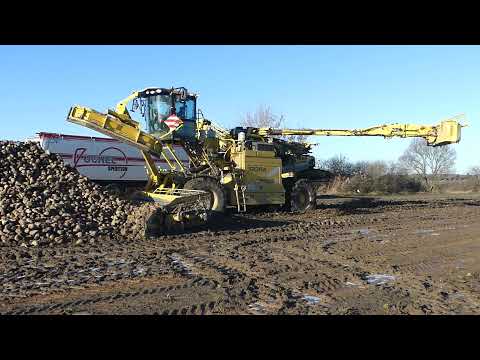 Ropa Maus 5, MAN, Scania, Volvo - Rüben verladen 2022  /   beets loaded in 2022