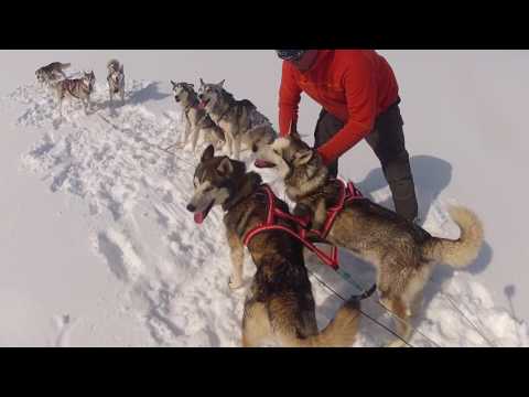 download lagu mp3 mp4 Gangline, download lagu Gangline gratis, unduh video klip Gangline