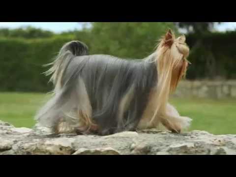 Royal Canin Yorkshire Terrier Junior 1,5kg video
