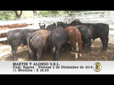 02-12-16 Venta de Novillos - Martin y Alonso S.R.L. - Coronel Suarez.