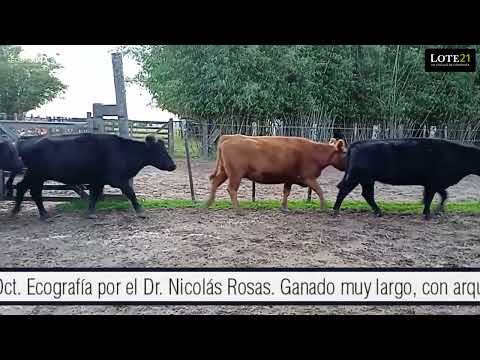 Rte 177 LOTE 21 - Lote 108 - 30 Vacas Preñadas