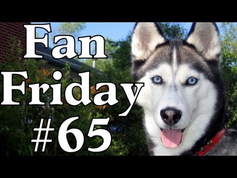 Are Siberian Huskies good Family Dogs?  FAN FRIDAY #65
