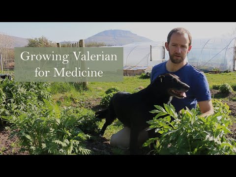 Valerian Growing with Herbalist Ross Hennessy