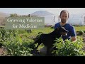 Valerian Growing With Herbalist Ross Hennessy